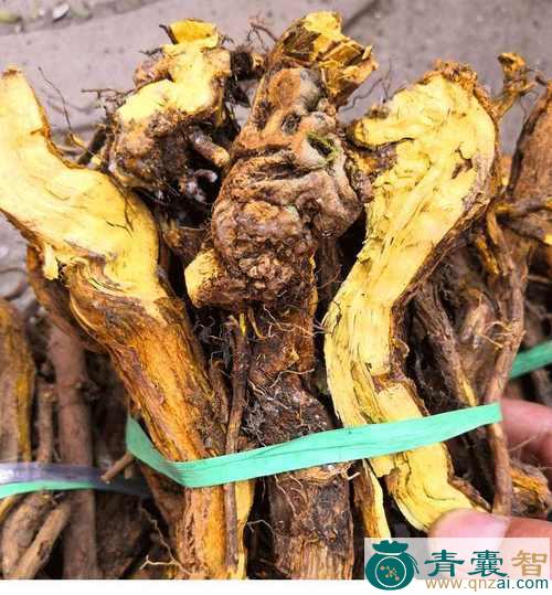 中药材铜针刺图片