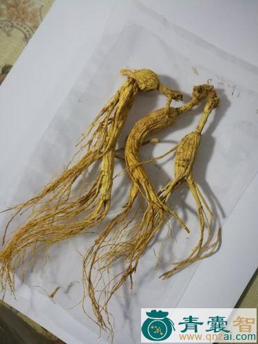 中药材铜钱参图片