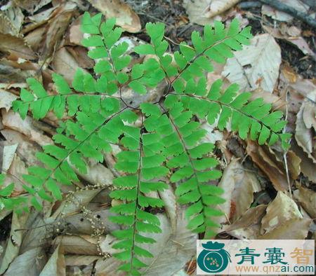 中药材铜锣草图片