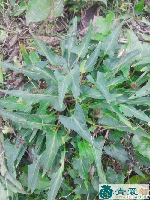 中药材铧尖菜图片