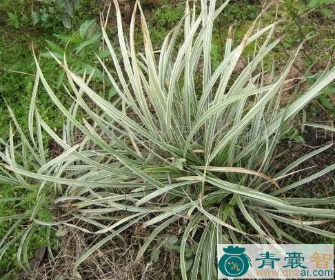 中药材银丝草图片