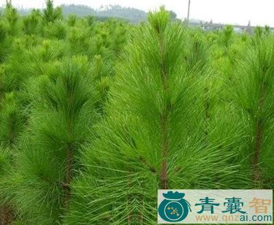中药材银木荷皮图片