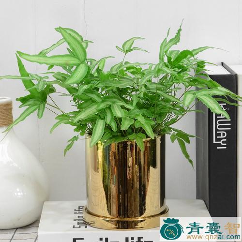 中药材银线盆图片