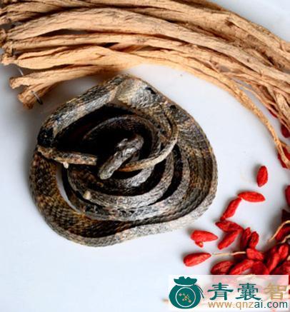 银蛇的性状性味归经以及功效用法和注意事项-青囊智