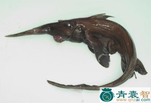 中药材银鲛鱼图片