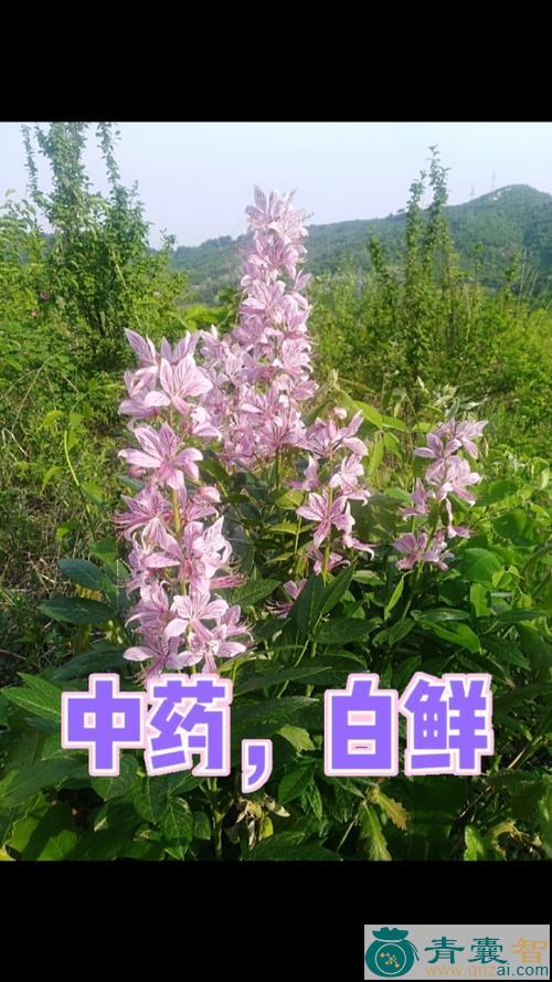 中药材铺地开花图片
