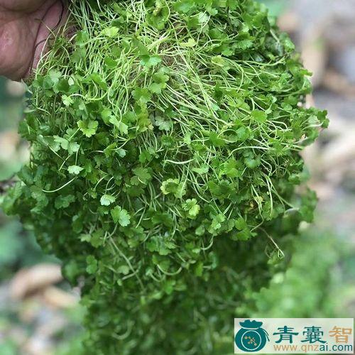 铺地粘的性状性味归经以及功效用法和注意事项-青囊智