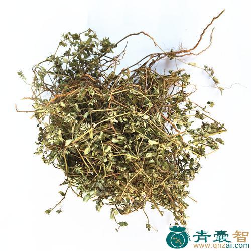 中药材铺地锦图片