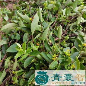 中药材铺银草图片