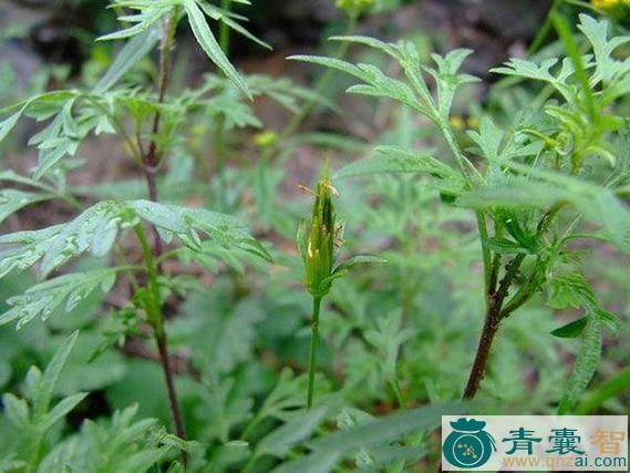 中药材锅叉草图片