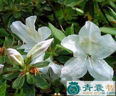 中药材锈毛白枪杆图片