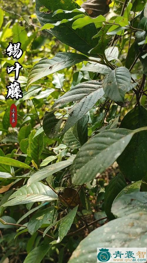 中药材锡朋草图片
