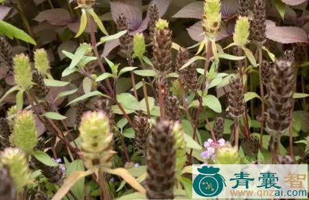 中药材锣锤草图片
