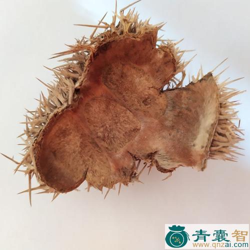 中药材锥栗壳图片