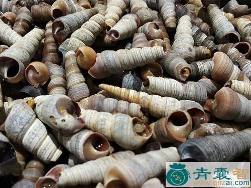 中药材锥螺厣图片