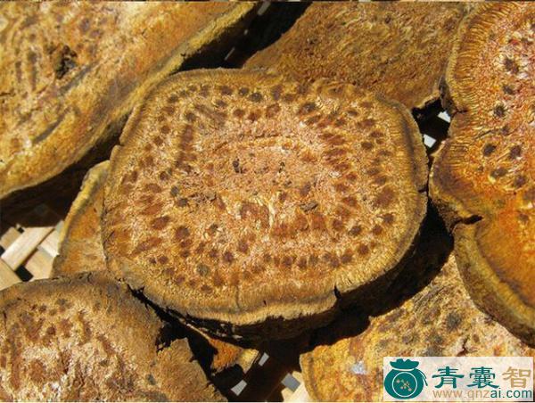 中药材锦纹大黄图片