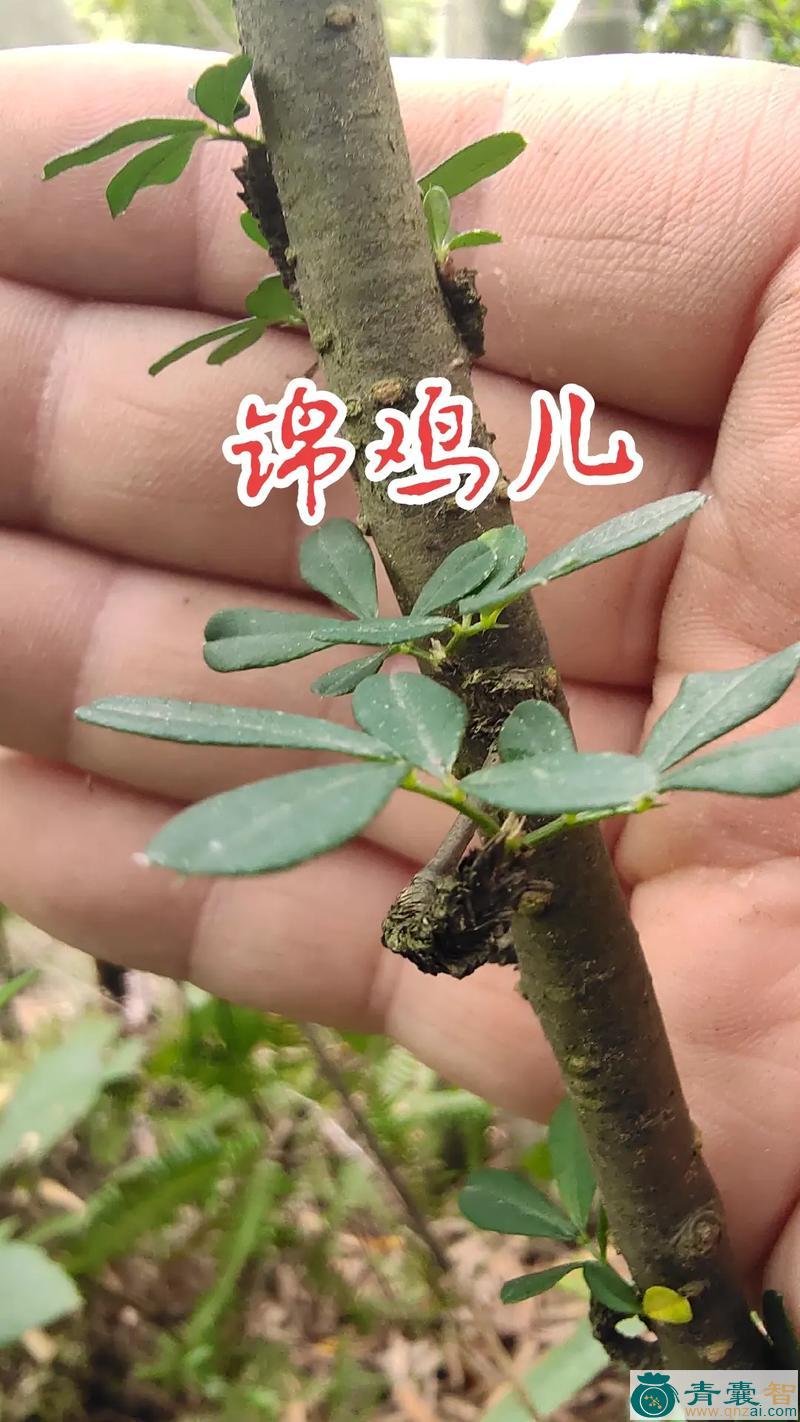 中药材锦鸡图片