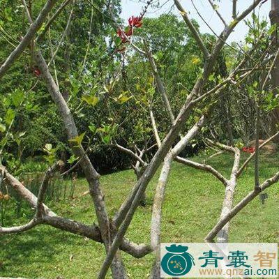 中药材锯齿王根图片