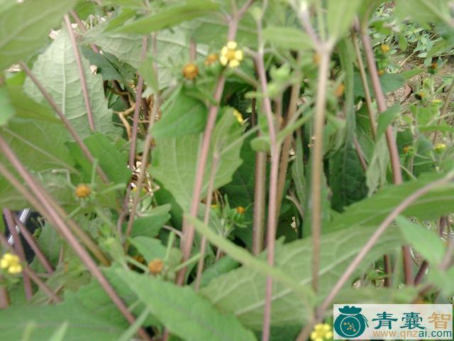 中药材镜而草图片
