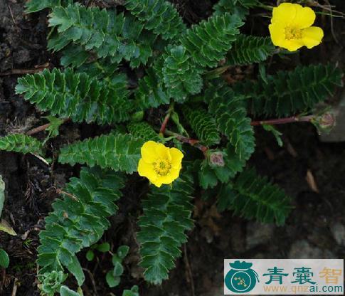 中药材长叶无尾果图片