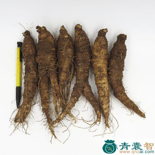 中药材长叶沙参图片