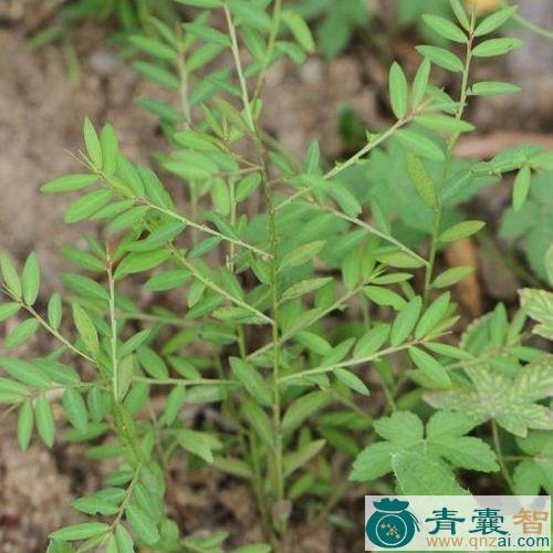 中药材长叶甘草蕨图片