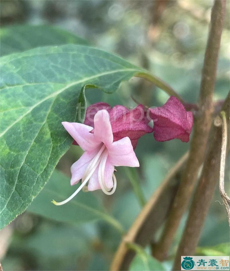 中药材长叶白花灯笼图片