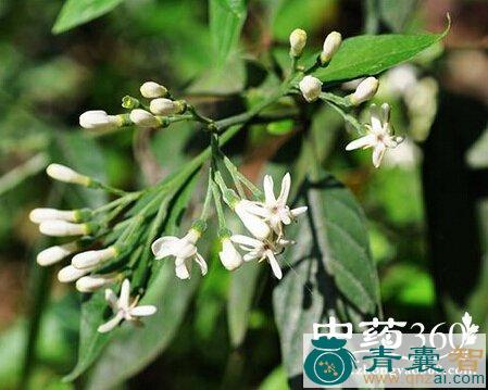 中药材长叶白花类笼图片