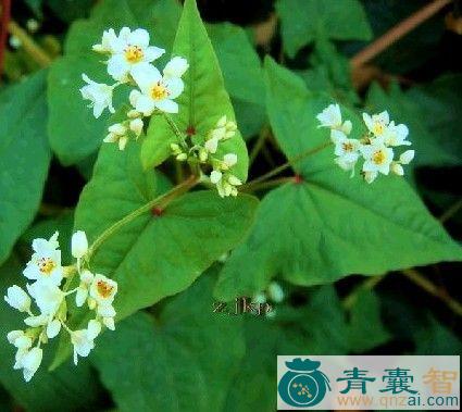 中药材长叶荞麦草图片
