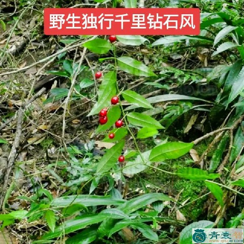 中药材长叶铁牛图片