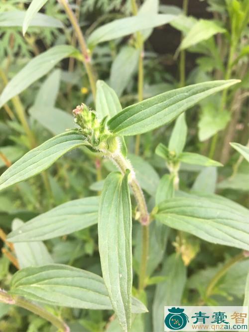 长尾耳草-青囊智