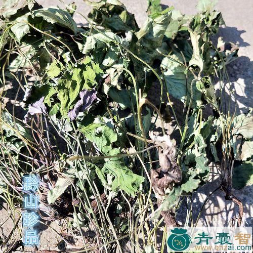 中药材长打破碗图片