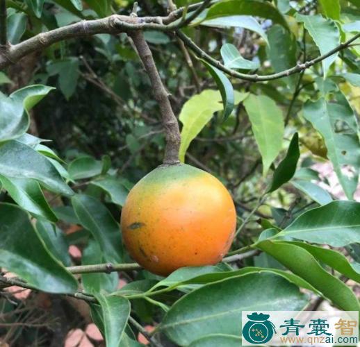 中药材长果山橙图片