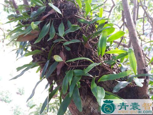 中药材长柄石韦图片