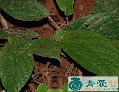 长柄赤车的性味归经以及功效用法-青囊智