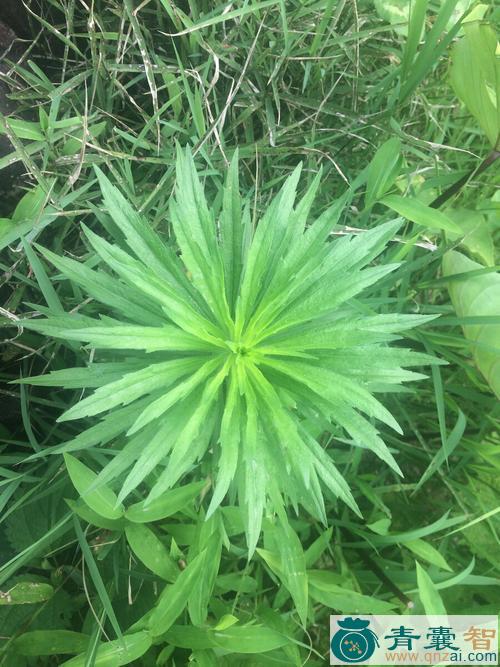 中药材长毛草图片