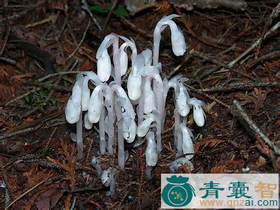 中药材长白假水晶兰图片