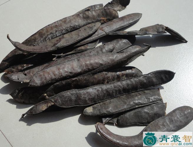 中药材长皂荚图片