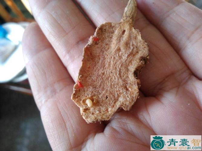 中药材长虫子图片