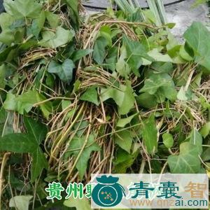 中药材长角胶藤图片