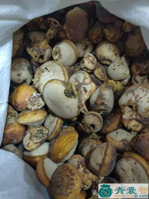长须果的性状性味归经以及功效用法和注意事项-青囊智