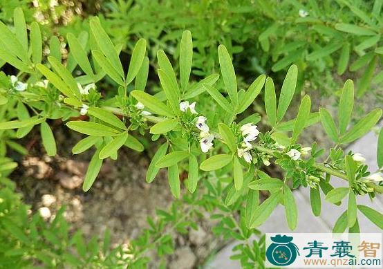 中药材闩门草图片