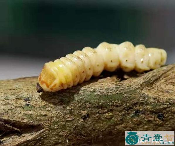 中药材阎王刺虫图片