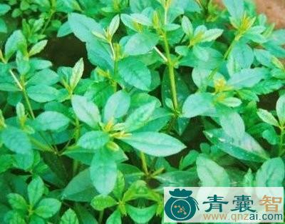 中药材阔叶假参图片