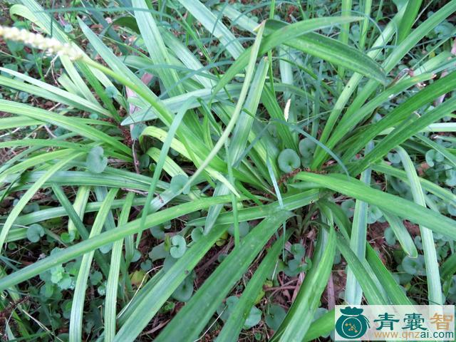 中药材阔叶麦冬图片