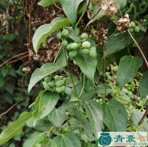 中药材防己藤图片