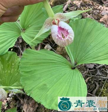 中药材阴阳扇图片