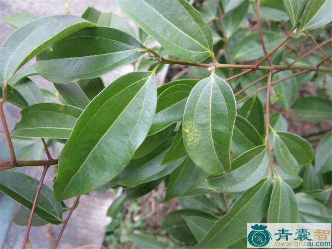 阴香的性味归经以及功效用法-青囊智