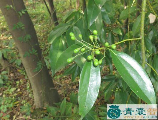 阴香根的性味归经以及功效用法-青囊智