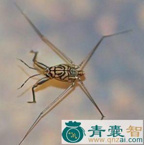 阴（句黾）的性味归经以及功效用法和注意事项-青囊智